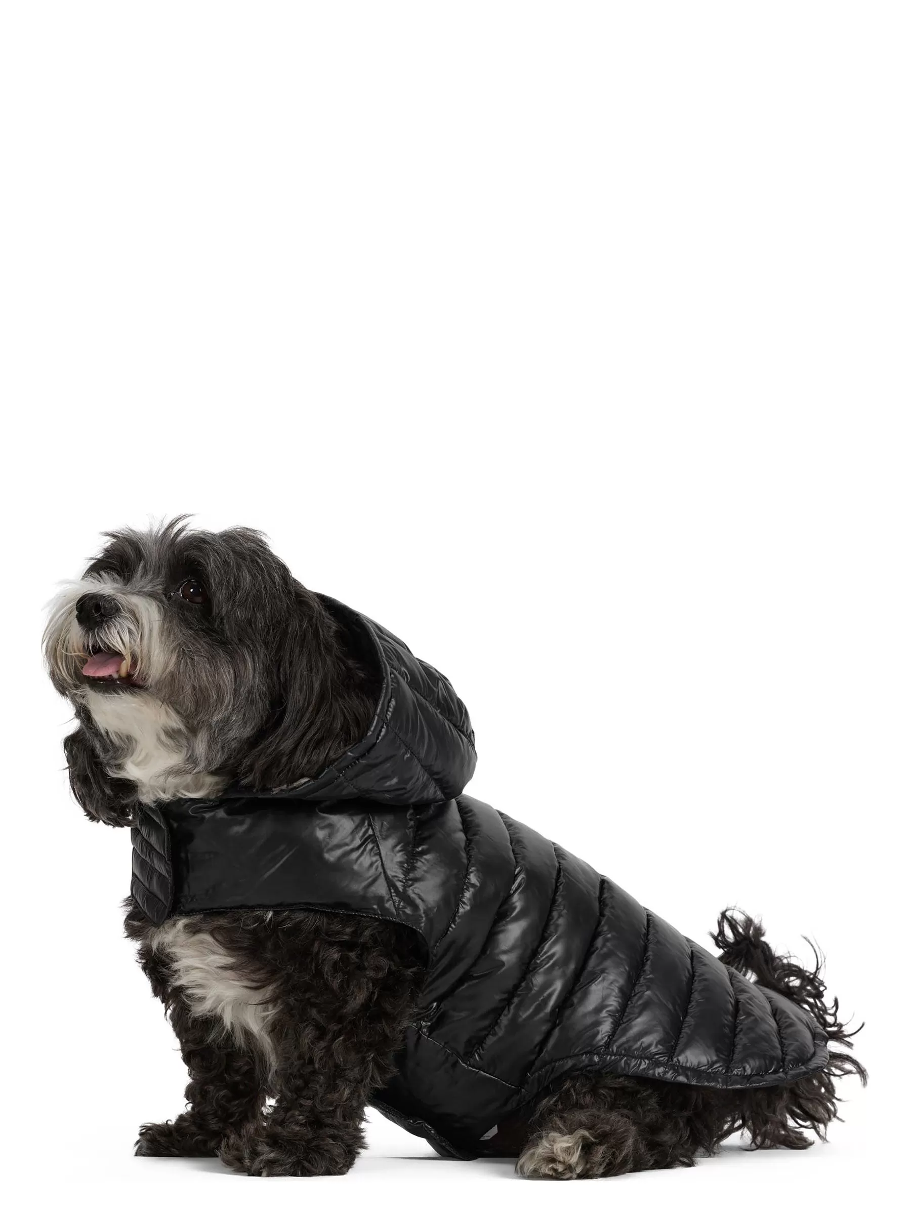 Seymour Lightweight Puffer for Dogs